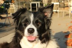 "Syria" Borderbay let's jump