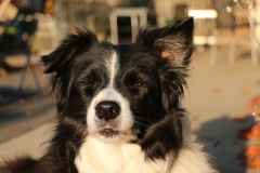 "Syria" Borderbay let's jump