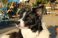 "Syria" Borderbay let's jump