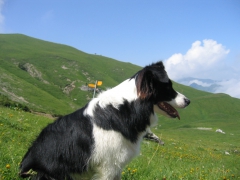 "Syria" Borderbay let's jump