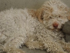 Lagotto Romagnolo