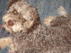 Lagotto Romagnolo