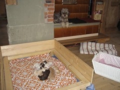 Der Lagotto Romagnolo