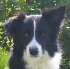 "Syria" Borderbay let's jump