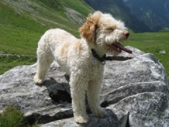 Lagotto Romagnolo